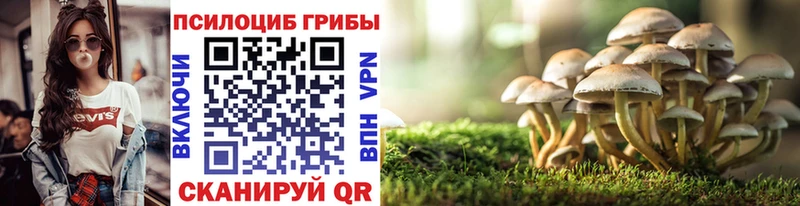 купить  сайты  Петухово  Галлюциногенные грибы Psilocybe 